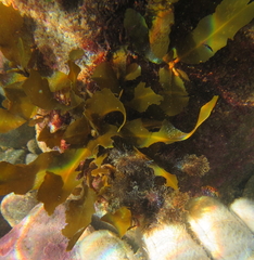 Sargassum sinclairii