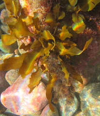 Sargassum sinclairii