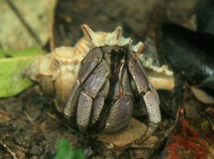 Coenobita violascens