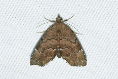 Cutina aluticolor
