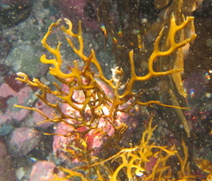 Carpophyllum plumosum