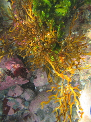 Carpophyllum plumosum