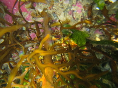 Carpophyllum plumosum