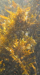 Carpophyllum plumosum