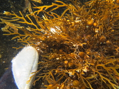 Carpophyllum plumosum