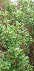 Rhagodia candolleana