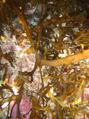 Carpophyllum plumosum