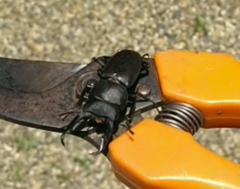 Dorcus rectus rectus