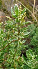 Rhagodia candolleana