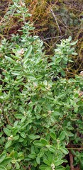 Rhagodia candolleana