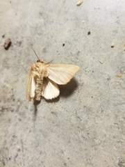 Marimatha nigrofimbria