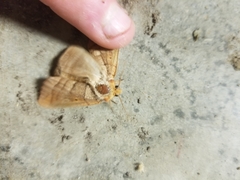Marimatha nigrofimbria