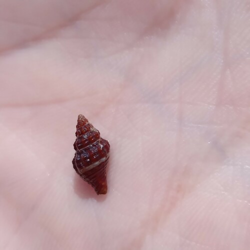Murex bicolor, 2024-07-05