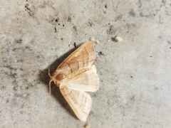 Marimatha nigrofimbria