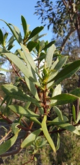 Myoporum insulare