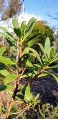 Myoporum insulare