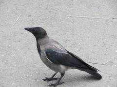 Corvus cornix