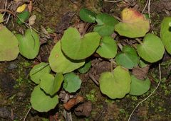 Centella cordifolia