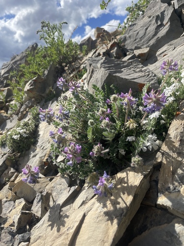 Oxytropis deflexa var. pulcherrima