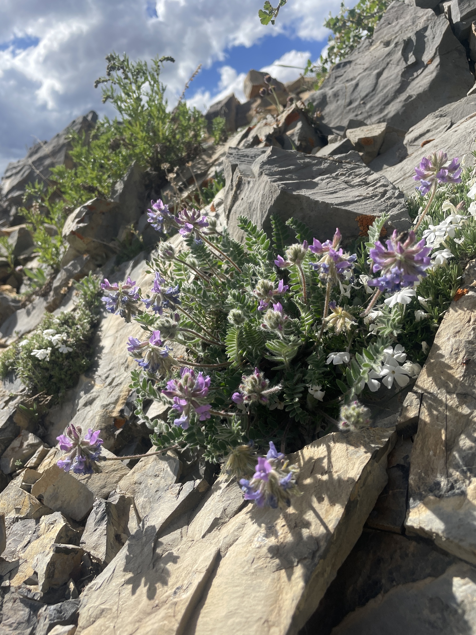 Oxytropis deflexa var. pulcherrima