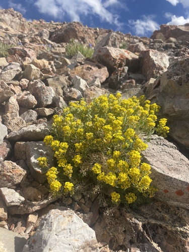 Wind River Draba