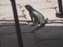 Sceloporus bimaculosus