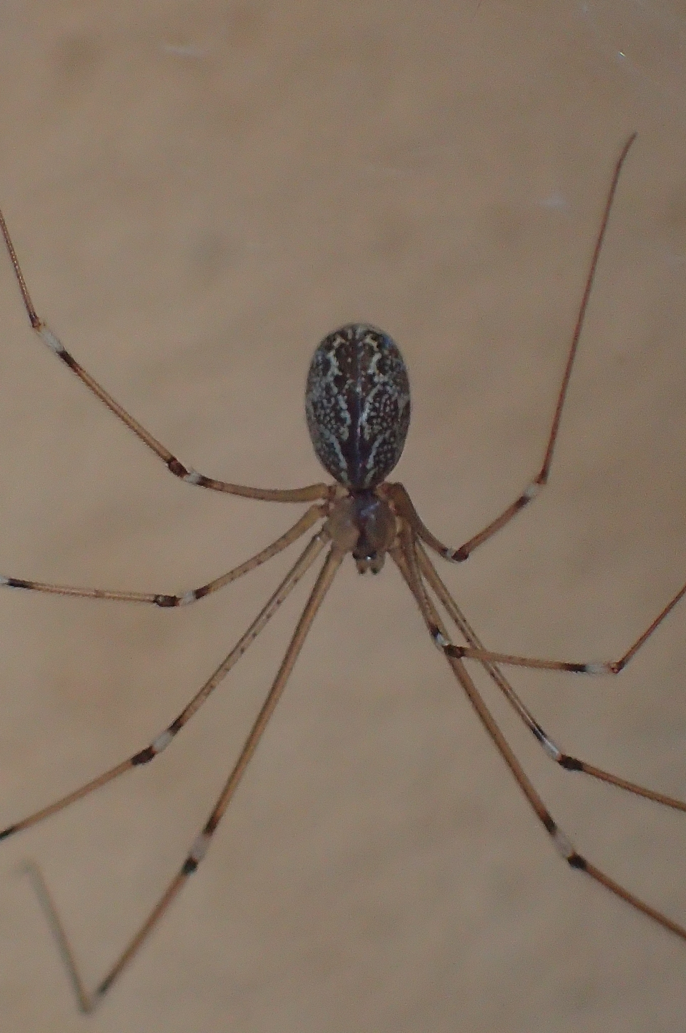 marbled cellar spider