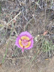 Calochortus plummerae