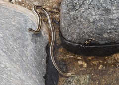 Thamnophis cyrtopsis cyrtopsis