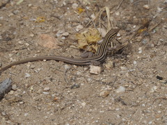 Aspidoscelis sonorae