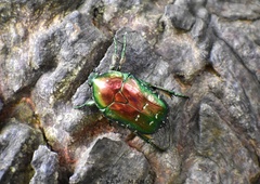 Protaetia speculifera