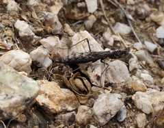 Litaneutria pacifica