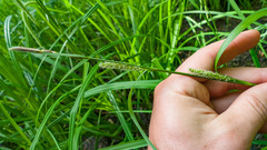 Carex lacustris