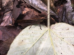 Colpolopha latipennis