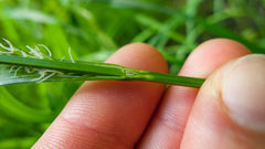 Carex lacustris