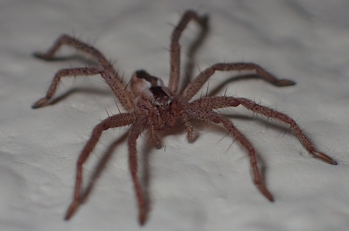 Micrommata formosa