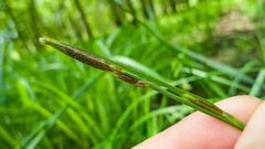 Carex lacustris