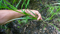 Carex lacustris