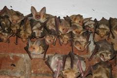 Pallid Bat photo 5