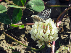 Heliopetes americanus bellatrix