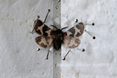 Watsonarctia deserta