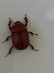 Eubolbitus radoszkowskii