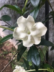 Gelsemiaceae