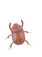 Eubolbitus radoszkowskii