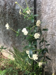 Gelsemiaceae