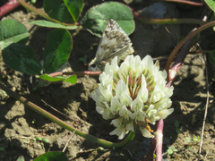 Heliopetes americanus bellatrix
