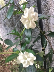 Gelsemiaceae