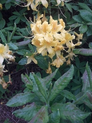Rhododendron luteum
