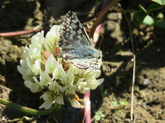 Heliopetes americanus bellatrix