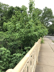 Paulownia tomentosa — photo 2